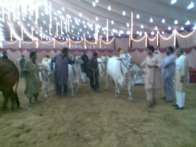 Cows in the market for this Eid-ul-Azha