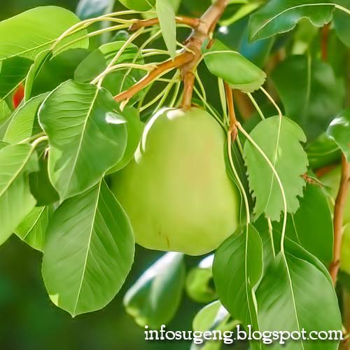 https://infosugeng.blogspot.com/2018/10/manfaat-buah-pir-yang-terabaikan.html