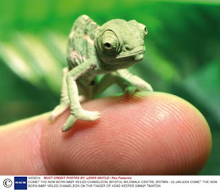 Camaleón del Yemen, o velado (Chamaeleo calyptratus)