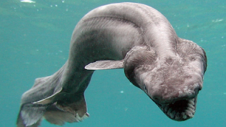 FRILLED SHARK