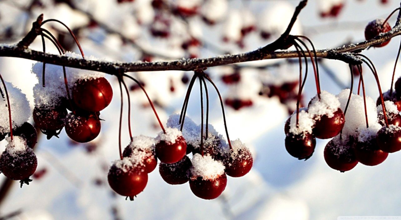 Frozen Red Berries Winter Nature Hd Wallpaper