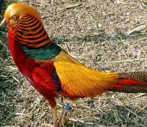 صورة طائر الدراج الذهبي اجمل الطيور الملونة بالعالم Golden Pheasant