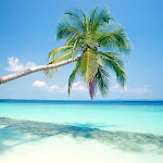 Beach-Palm-Tree-2-NGZF4DCDKI-1024x768.jpg