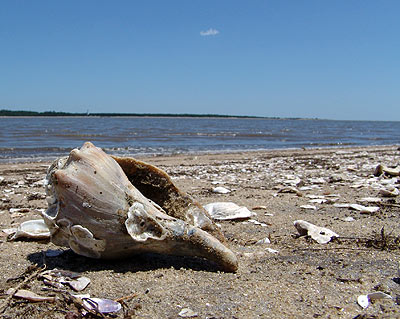 Barrier Island Sc8