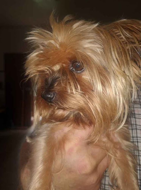 Adopt a Yorkshire Terrier Female Candy