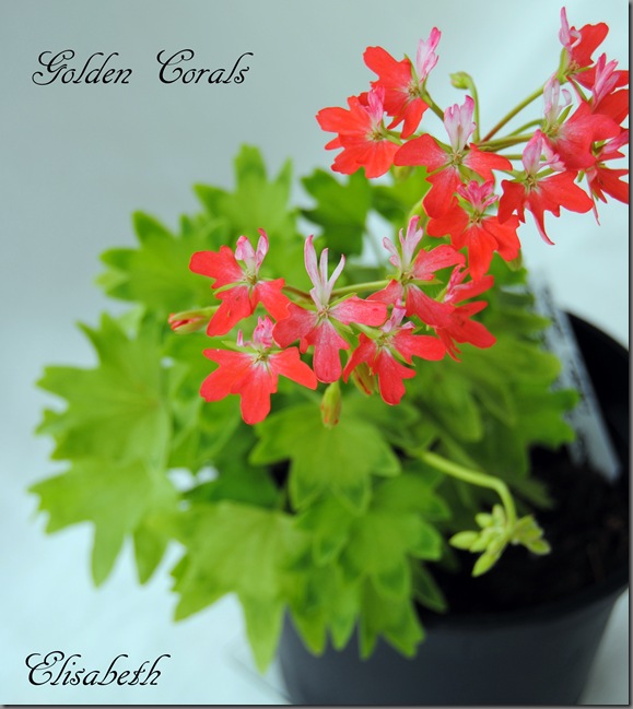 Pelargonium juni-11 015