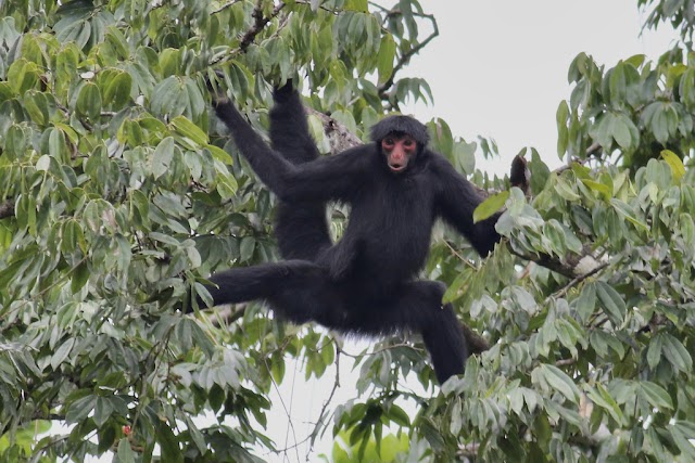 O vulnerável macaco-aranha-da-cara-vermelha se encontra em declínio populacional