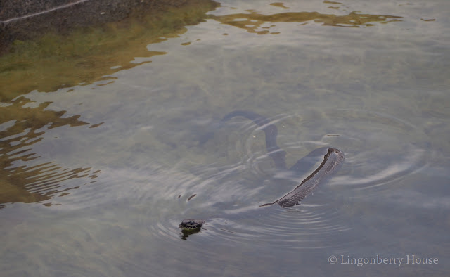 lingonberryhouse, rantakäärme, natrix natrix, hyvän onnen tuoja, kesä, summer, snake, photography, valokuvaus