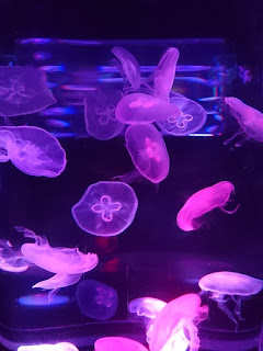 Manila Ocean Park's Jellies: Dancing Sea Fairies Exhibit