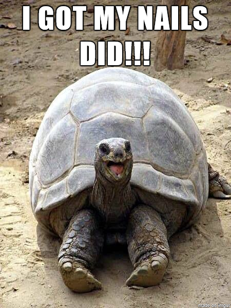 Tortoise Nails Meme ~ Funny Joke Pictures