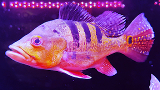 短身蟲紋巴西亞金三間(Cichla Kelberi gold