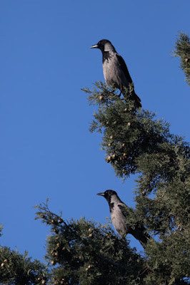 hooded-crows