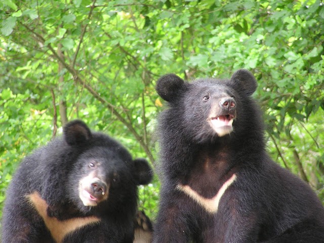 Símbolo nacional de Taiwan o raro urso negro local se encontra ameaçado de extinção