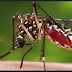 Dengue!! The Revenge of Nature