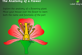 http://www.cckln.edu.hk/libweb/teaching%20resources/flowering%20plant/plantparts.swf