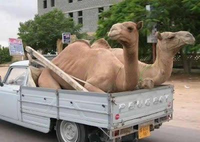 camellos cansados