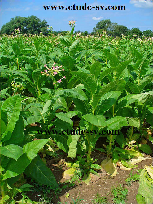 La plante du Tabac ~ Etudes des sciences de la vie