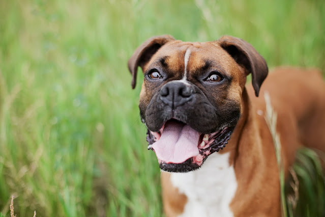 Royal Canin Boxer Adult, What to Expect