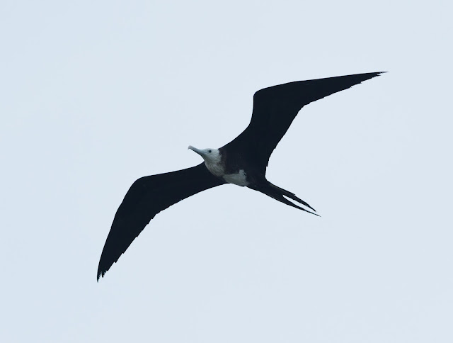 Magnificent Frigatebird - Dry Tortugas, Florida