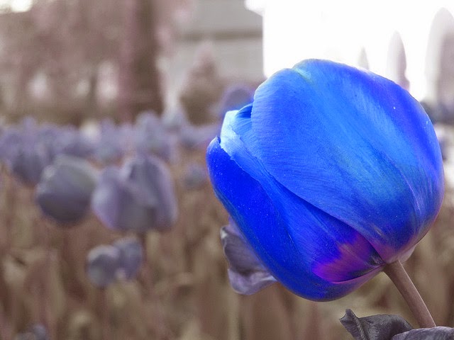 Gambar Bunga  Tulip  dari Belanda Yang Lucu Ayeey com