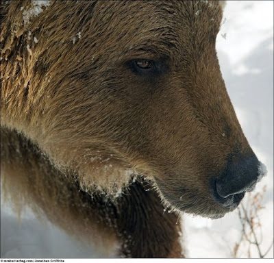 Stunning Close Up Photography Of Wild Animal Seen On www.coolpicturegallery.us