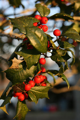 Morning Sun on Holly