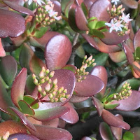 Jade along on Fish Canyon Trail, Angeles National Forest