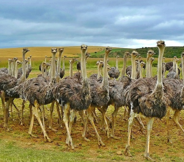 ostrich farm business plan