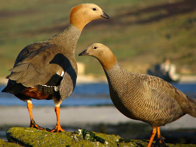 Cauquén colorado Chloephaga rubidiceps