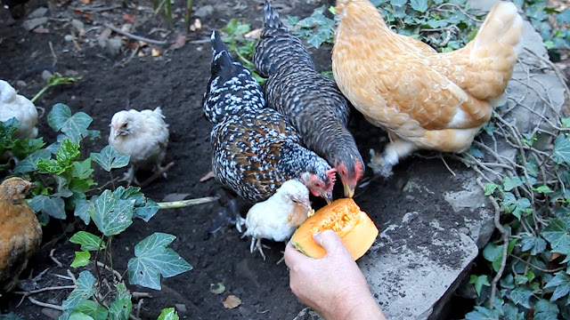 Co-parenting mother forest garden poultry