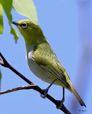 Indian White-eye - resident