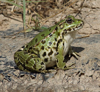 Rana Común (Pelophylax Perezi)