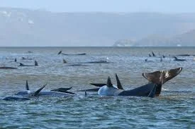 Pilot whales refloated at stranding spot