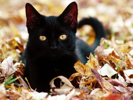 Cute Black Cat Wallpaper