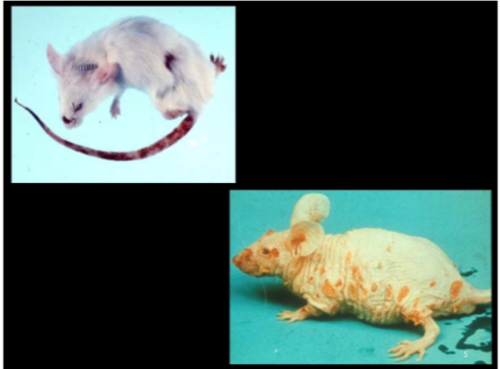 A patogênese e imunobiologia da varíola do camundongo - Mousepox