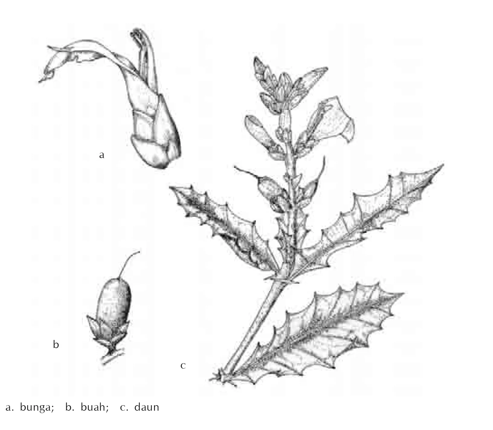 Jeruju (Acanthus ilicifolius L.)