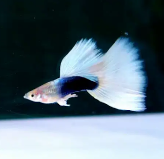 Guppy kontes kelas tuxedo