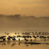 wild Africa 