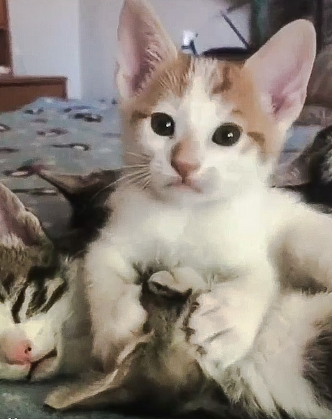 Kitten makes a mess of allogrooming his brother