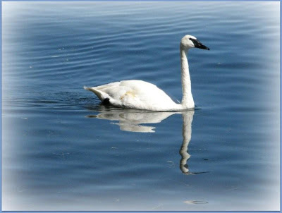 trumpeter swan book. Trumpeter Swan