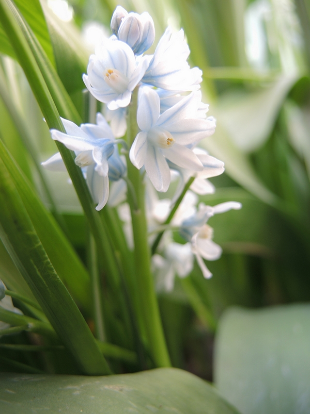 in mijn tuintjes: over #maaimeiniet en hoe ik dat doe en veel mooie blommen in maart en april,  ...