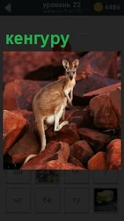 По оранжевым камням скачет небольшого роста кенгуру, оборачиваясь назад 