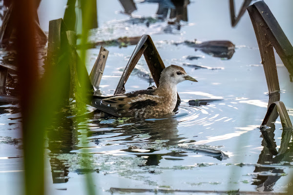 Little crake