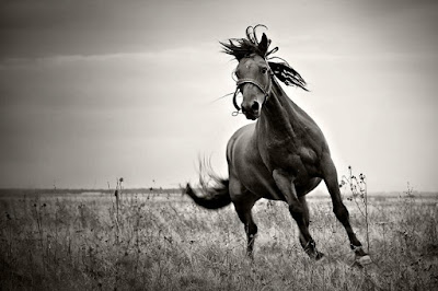 Beautiful Horse