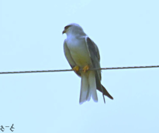 The black-winged kite (Elanus caeruleus) in Multan, Pakistan