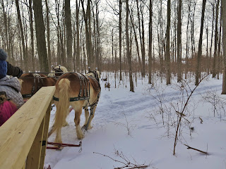 Belgian Draft horses pull the sleigh through a forest of maple trees at Riverbend Acres Farm in Bright Ontario