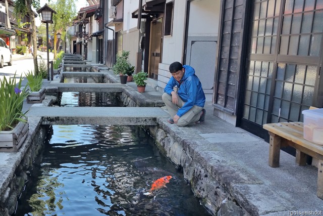 Koi in the canals at Hida Furukawa, Japan