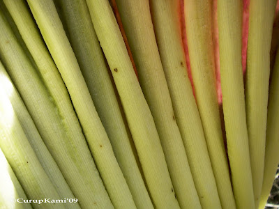 amorphophallus titanum. amorphophallus titanum in