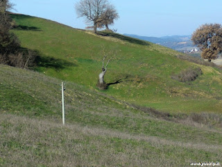 Cinigiano in provincia di Grosseto