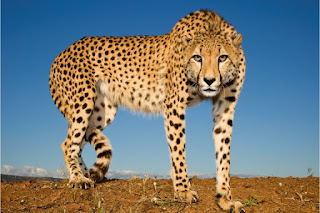 Amazing Cheetah Facts